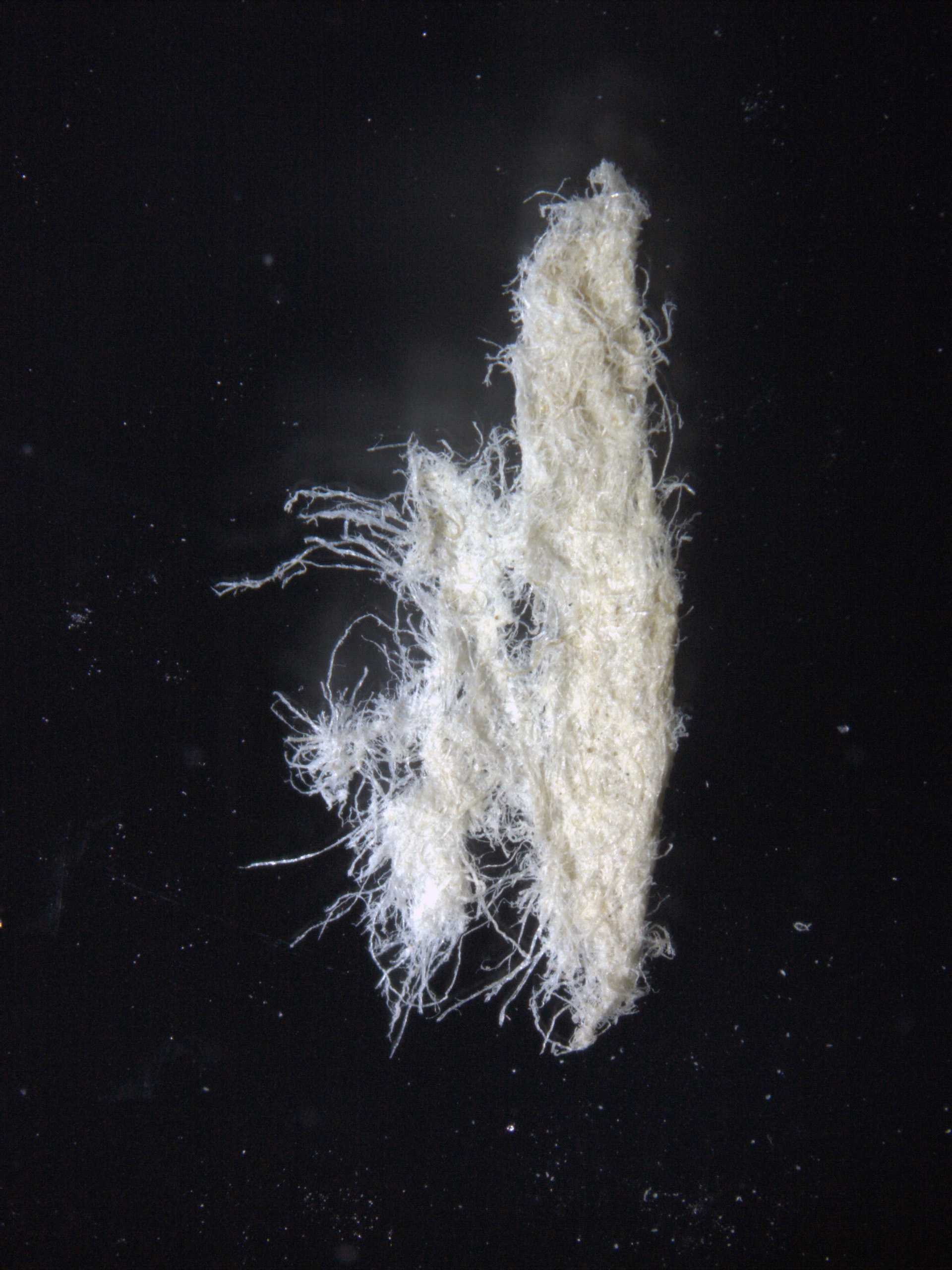 Albus 1